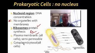 Cell Comparison [upl. by Dent]