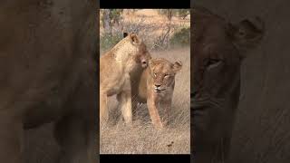 Lion Cubs Are Following Their Mother And Roaringlioncub lion [upl. by Henleigh]