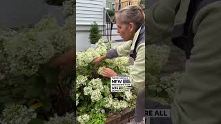 How To Control The Size Of A Limelight And Other Panicle Hydrangeas [upl. by Atsyrk]