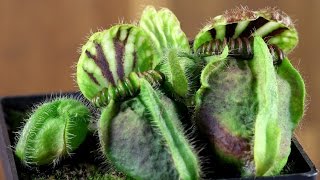 Cephalotus follicularis Dudley Watts [upl. by Las870]