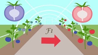 How seed breeding works [upl. by Joktan]