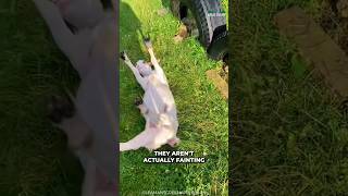 Fainting Goats  Why They Are Fainting [upl. by Bernadina]