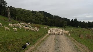 Mustering Ewes and Lambs for tailing [upl. by Gader]