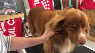 How to Groom a Nova Scotia Duck Tolling Retriever [upl. by Johansen]