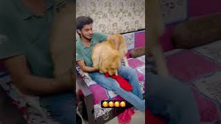 newsong song music punjabisong love doglover labrodar funny labrodarlover [upl. by Gabrielson]