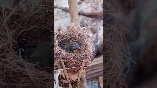 Garden sunbird Baby Bird eats food biting mothers mouth bird birds nest [upl. by Craggie]