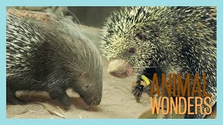 Our Two Porcupines Kemosabe amp Kizmit [upl. by Rhiana370]