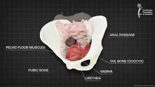 Female pelvic floor muscle  3D animation [upl. by Mccormac]