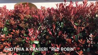 Photinia x fraseri quotRed Robinquot Garden Center online Costa Brava  Girona [upl. by Whelan173]