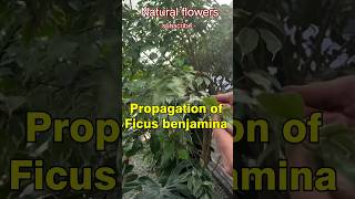 Propagating the weeping fig ficus houseplants  plants ficusplant [upl. by Lalage798]