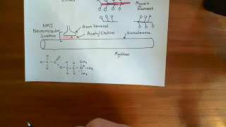 Skeletal Muscle Contraction Part 2 [upl. by Ajit]