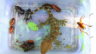 I caught vicious geckos and swarms of exotic insects [upl. by Gabbey]