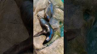 Sea lionSeneca zoo Rochester NY [upl. by Einahteb]