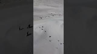 Lancelin sand dunes [upl. by Joice]