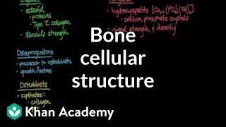 Cellular structure of bone  Muscularskeletal system physiology  NCLEXRN  Khan Academy [upl. by Ahsiuqal714]