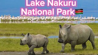 Lake Nakuru National Park Kenya safari experience [upl. by Pearlstein]