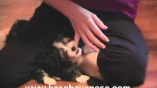 KASE Havanese Puppy Video  Lacys Litterwmv [upl. by Sawyere]