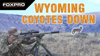 Ruger American Gen II vs Big Wyoming Coyotes [upl. by Croom146]