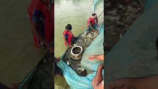 fishingvideo fishing villagefish seafood fish carpfishing fishcuting [upl. by Imogen594]