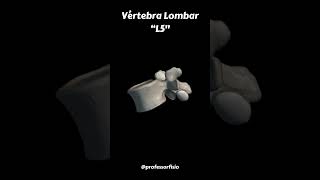 Vértebra Lombar  L5 [upl. by Melentha261]