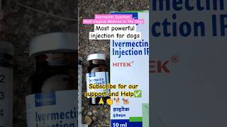 Infection and itching in dogs✅➡️Hitek injection dogs doglover animals ivermectin cutedog love [upl. by Cain89]