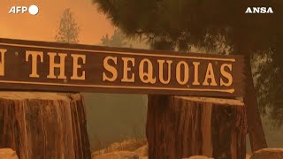 Incendi in California in soccorso delle sequoie giganti centinaia di vigili del fuoco [upl. by Gregorio]