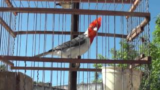 Cardenal macho cantando a mi lado [upl. by Mosora]