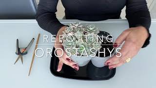 Repotting Orostashys [upl. by Aroon]