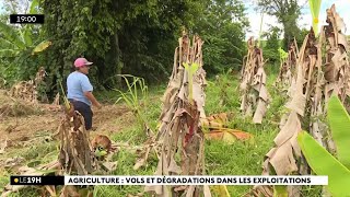 Actes de vandalisme dans les champs à SaintBenoît  une agricultrice a tout perdu [upl. by Urina]