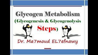 Glycogen Metabolism 1 Dr Ma7moud El 7efnawy [upl. by Aldwon]