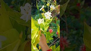 स्वर्ग का पौधा पारिजात bloom of parijat fregrent flowers gardaning youtube short viralshort [upl. by Darla]