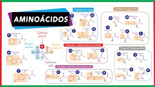 Aminoácidos partes clasificación esenciales y no esenciales  Bioquímica [upl. by Towne]