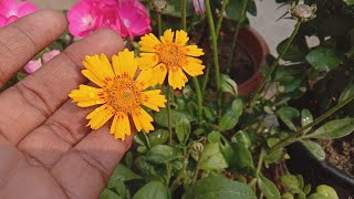 How to grow and care Coreopsis flower plant Hamesha Phool dene wala paudha [upl. by Aeli84]