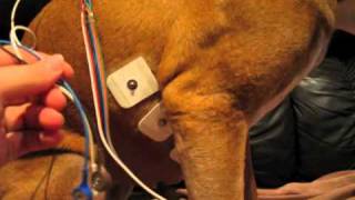 Attaching a holter monitor to a dog [upl. by Garlinda]