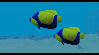 oceancomo encontrar Blue Girdled Angelfish Orchid Dottyback y Rusty Dwarf Angelfish en dbsa [upl. by Nnaoj]