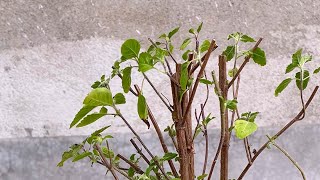 Care of ✅Tulsi plants tulsi tulsiplant basil sacredplants garden gardenplants bonsai [upl. by Otsuj]