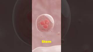 “Can Stem Cells Regrow Teeth and Hair” [upl. by Ahsrats407]