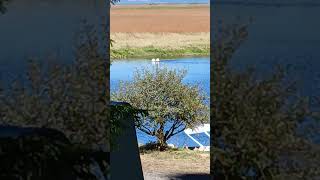 Nature Pelicans on Klamath Lake [upl. by Orabelle]