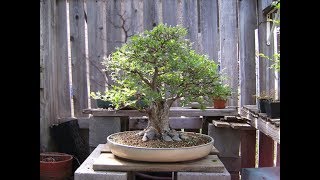 Chinese Elm Bonsai Broom Style [upl. by Htez634]