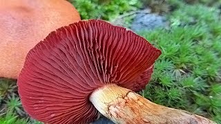 Cortinarius semisanguineus  POLUKRVNA KOPRENKA [upl. by Nagar]