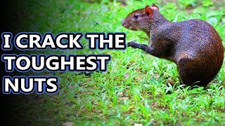 Agouti facts tougher than nuts  Animal Fact Files [upl. by Cowey507]