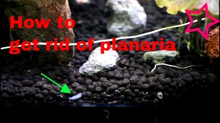 Getting rid of planaria flatworms in shrimp aquarium [upl. by Yelrah547]