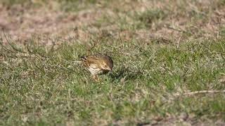 Meadow Pipit Pispola Anthus pratensis [upl. by Miller]