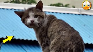 😭 Menschen haben einem obdachlosen Kater auf grausame Weise Nägel in den Kopf getrieben [upl. by Nyrmac]