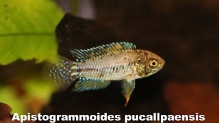 Apistogrammoides pucallpaensis [upl. by Gorman12]