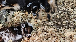 Babies On Board Nigerian Dwarf Goat Kids [upl. by Docia]