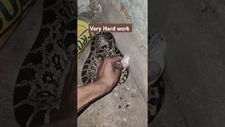 अजगर के बच्चे का किया रेस्क्यू पूरा विडियो देखें dangeroussnake snakevideo shortsvideo snakevlog [upl. by Hayotal]