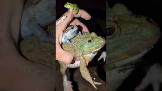 Catch a frog to make you laugh  frogs challenge funny  Catch froggy frog funny  funny videos [upl. by Enriqueta]