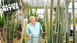 Exploring Natures Marvels David Attenborough Unveils the Desert Plants Life Cycle  Nature Bites [upl. by Mok]