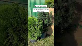 Evergreen Foundation Shrubs [upl. by Adine]